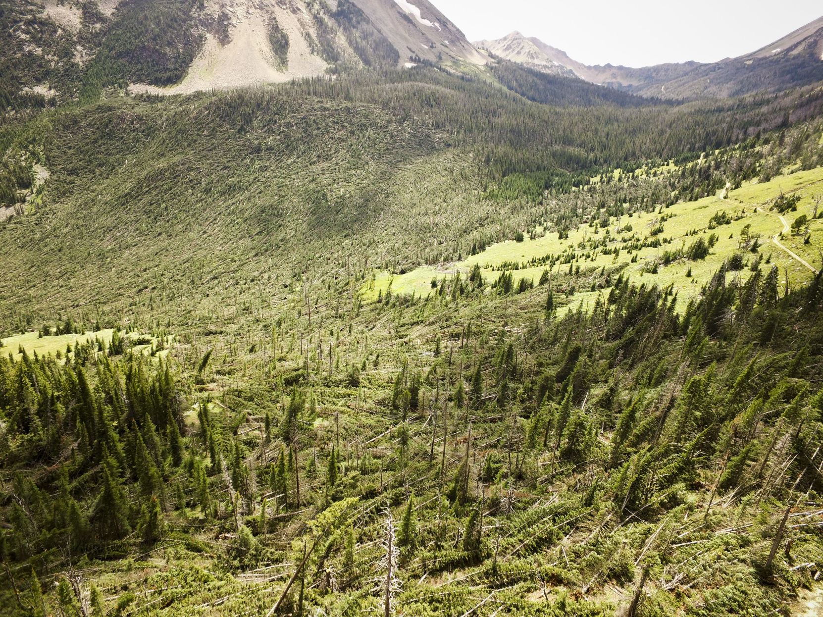 A drone photograph show trees laid down